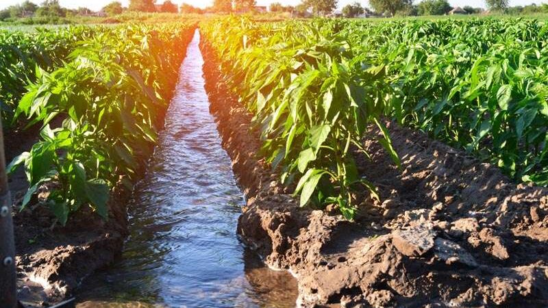 agua de cultivos